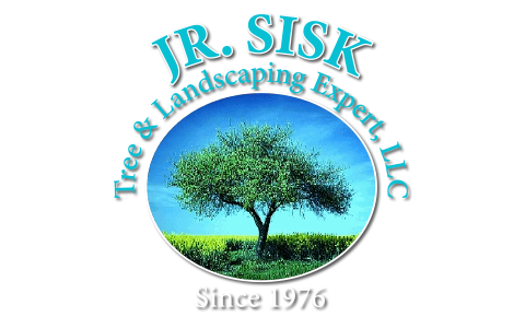 Jr. Sisk Tree and Landscaping Expert, LLC